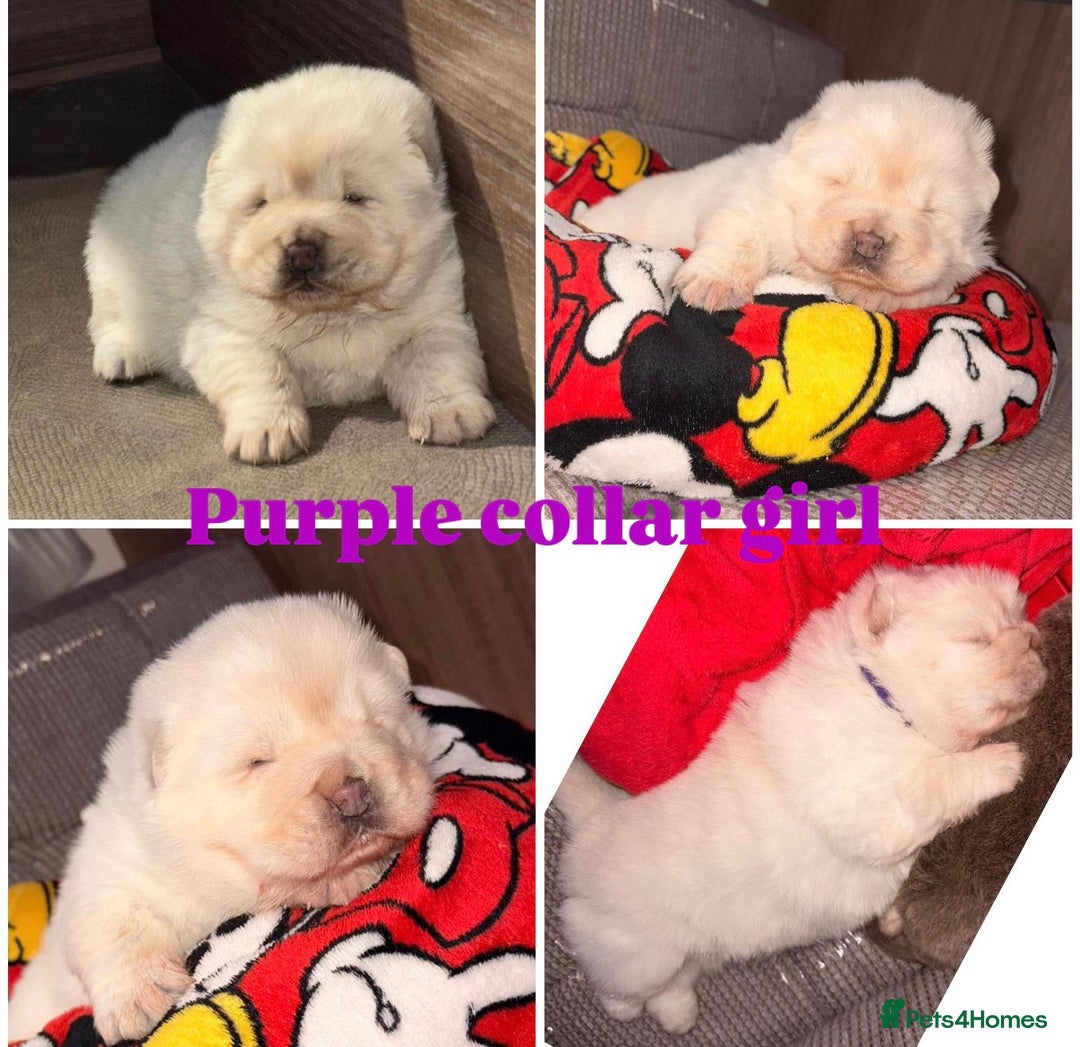 Chow Chow dogs for sale: Merle Chow chow puppies  - Advert 4