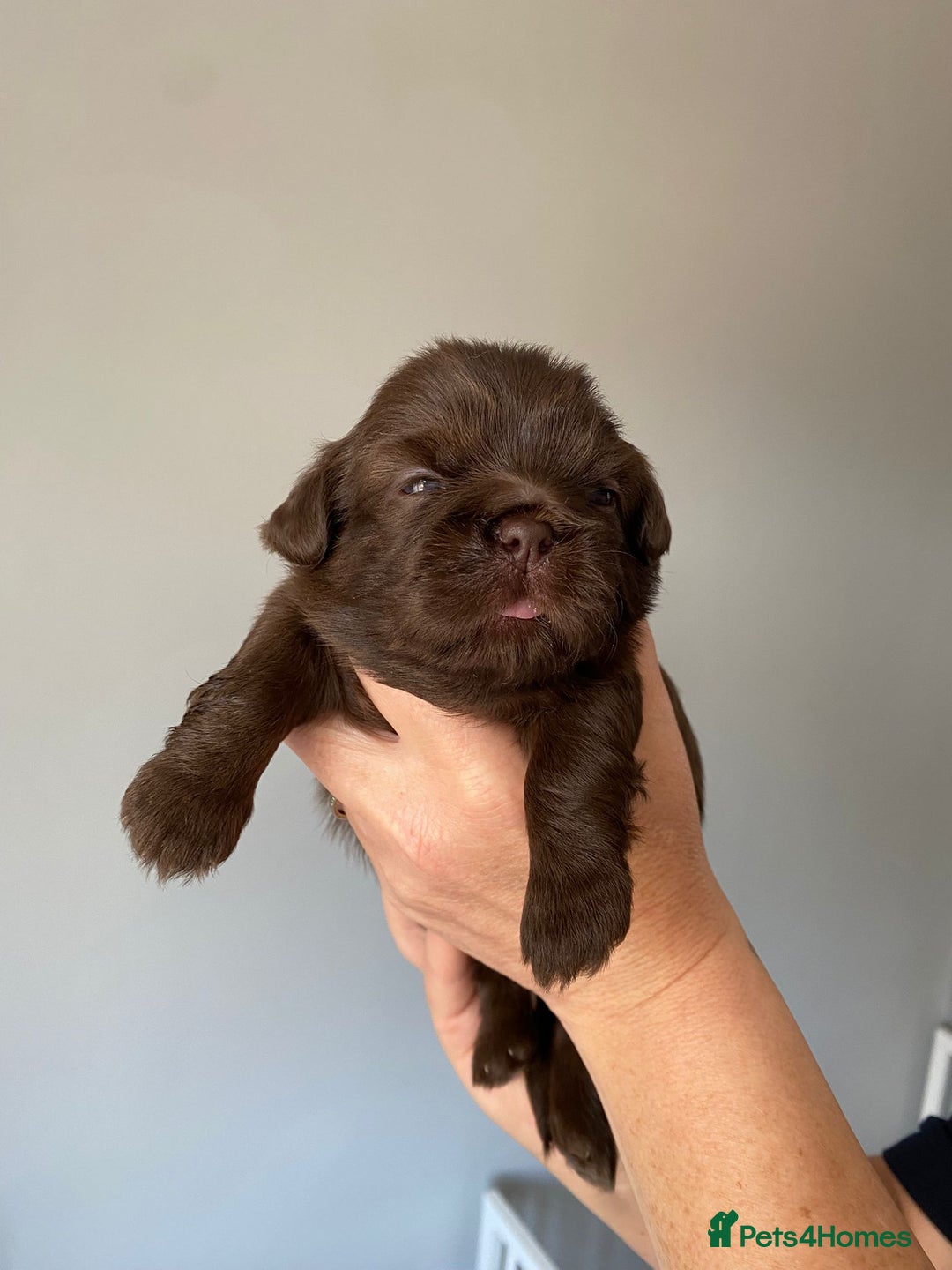 Shih Tzu dogs for sale: 5 Beautiful Shih Tzu for sale - Image 8