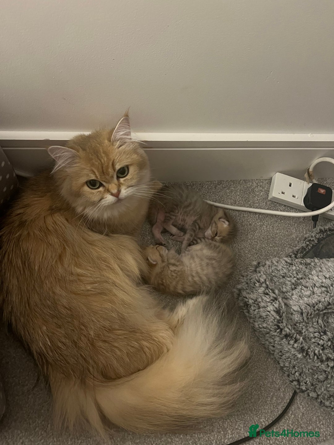 British Shorthair cats for sale: Two golden British Shorthair females - Advert 17