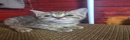 Mixed Breed cats for sale: Beautiful kittens  - Advert 6