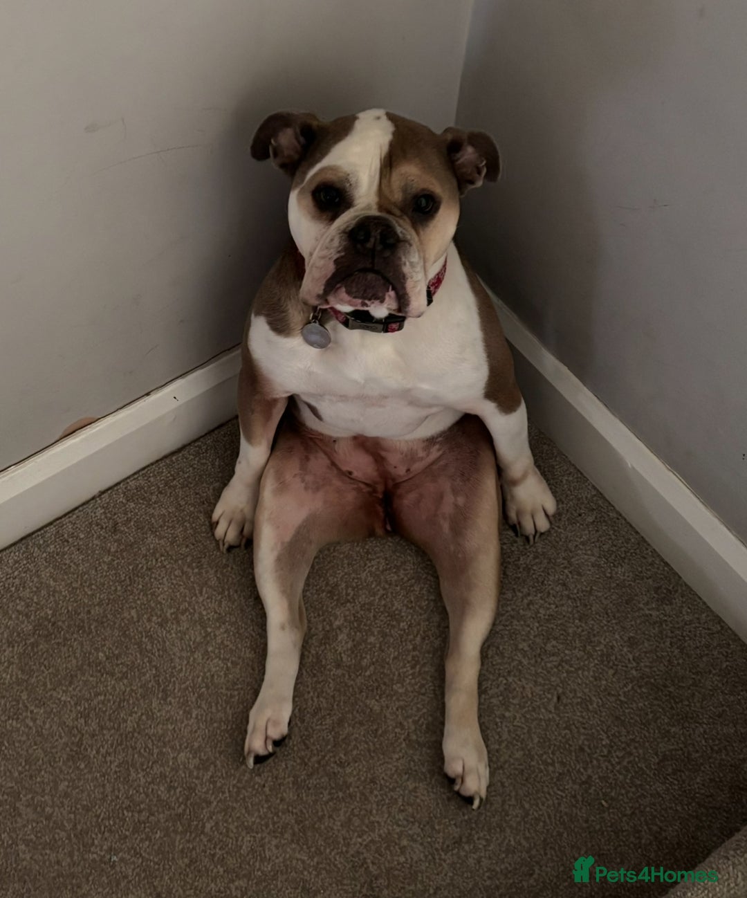 Mixed Breed dogs for sale: Roxy- loving cross looking for a loving home  - Advert 2