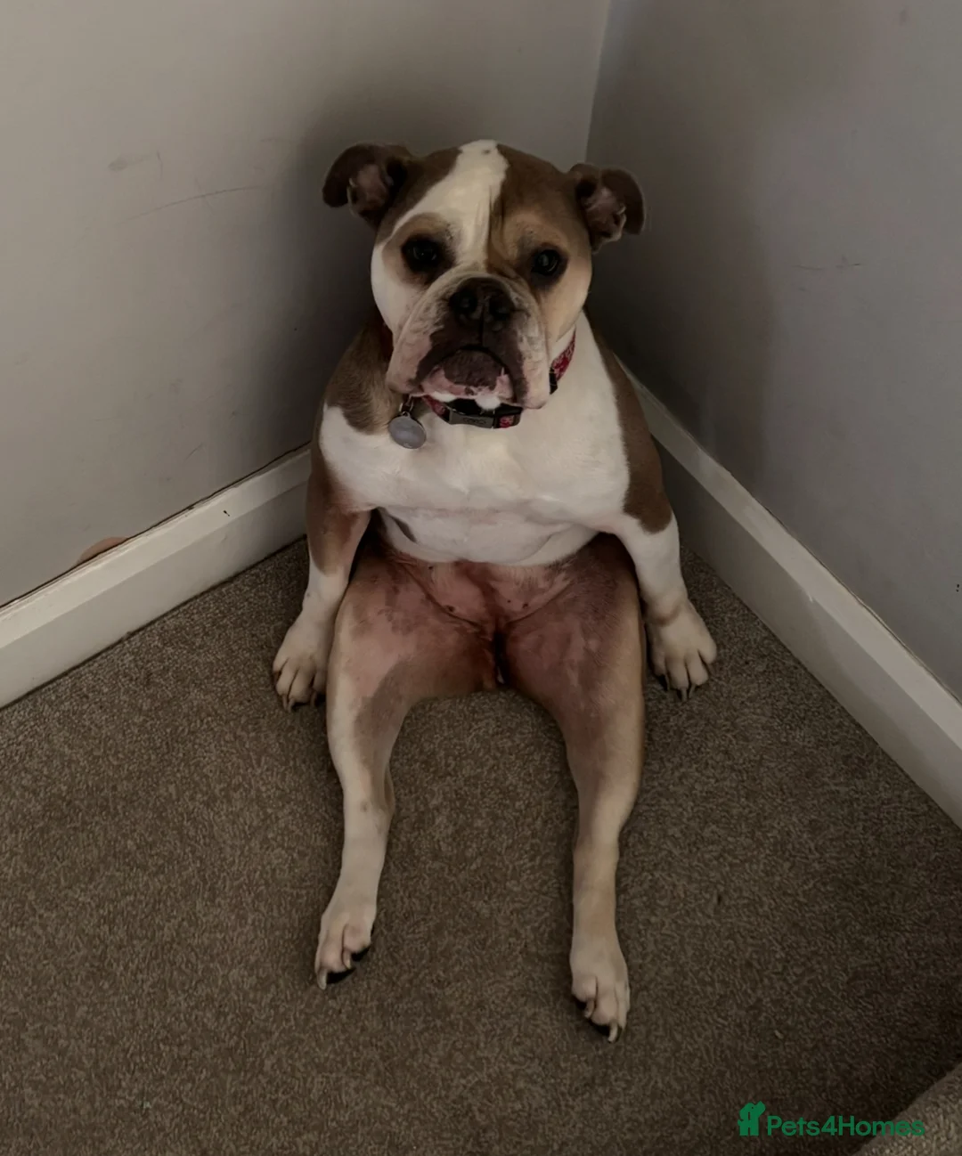 Mixed Breed dogs for sale: Roxy- loving cross looking for a loving home  - Advert 2