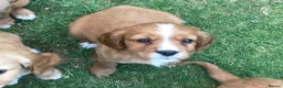 Mixed Breed dogs for sale: DAKOTA RETRIEVER CROSS COCKERLIER PUPPIES - Advert 8