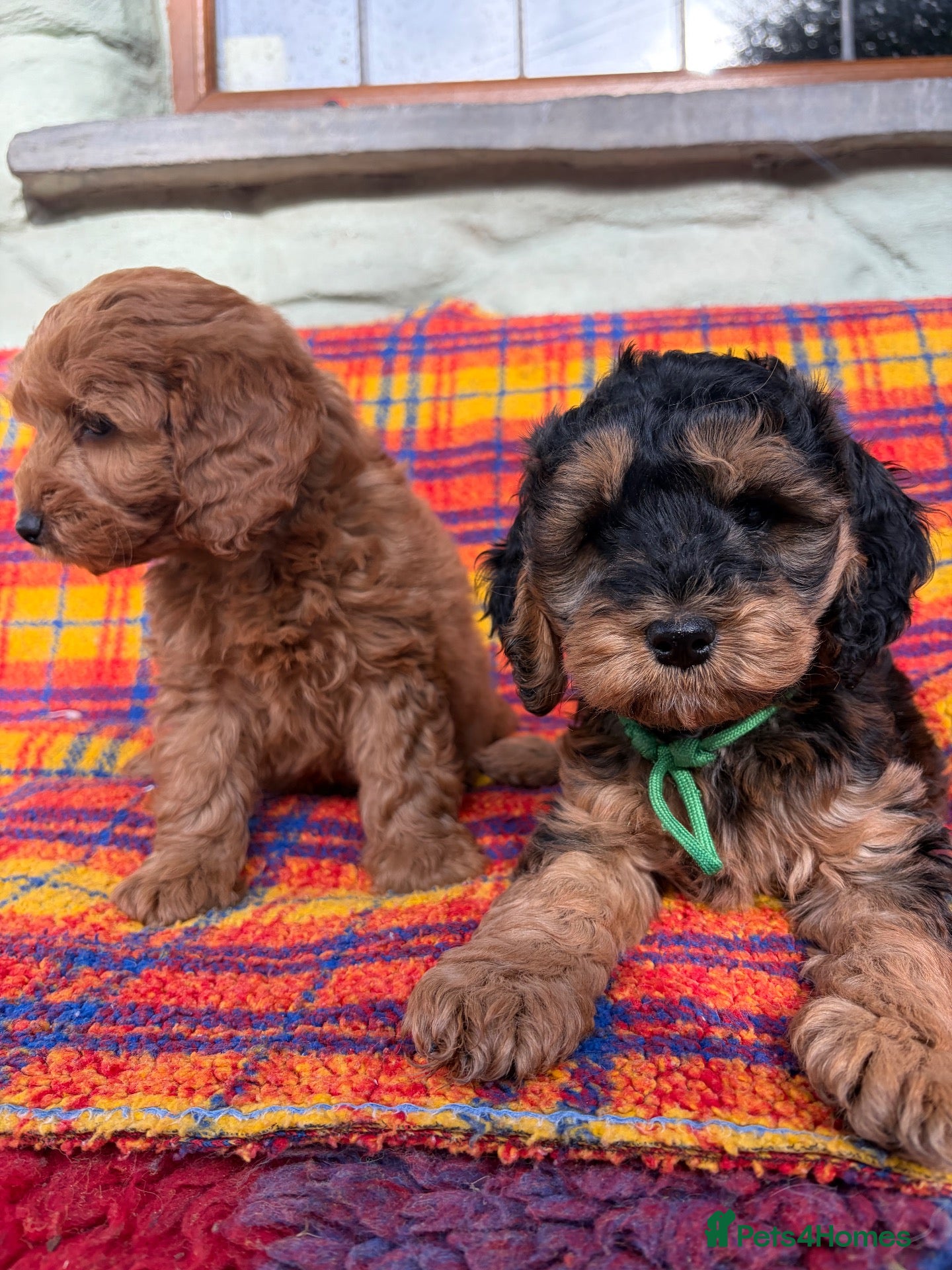 Cockapoo dogs cockapoo puppies ready friday*licensed breeder* - Advert 2