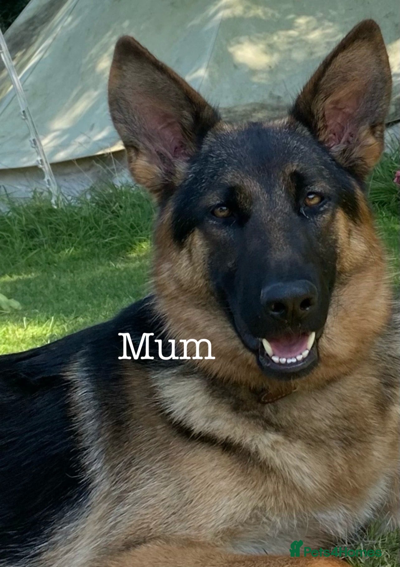 German Shepherd dogs Six month old German Shepherd female  - Advert 2