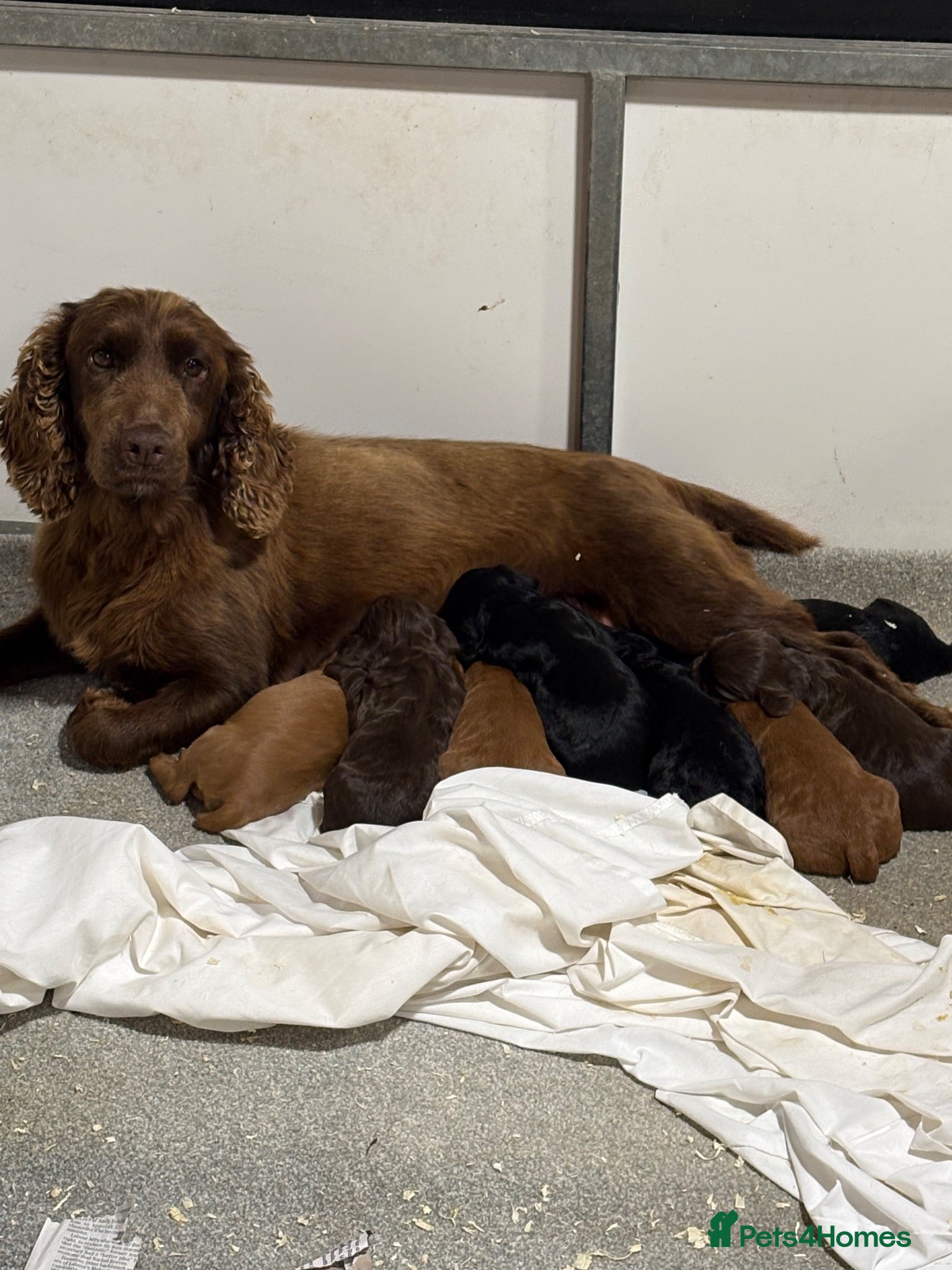Cocker Spaniel dogs Well bred working cocker spaniel puppies - Advert 4