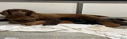 Cocker Spaniel dogs for sale: Well bred working cocker spaniel puppies - Advert 1