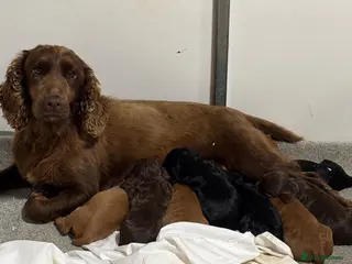 Cocker Spaniel dogs Well bred working cocker spaniel puppies - Advert 4