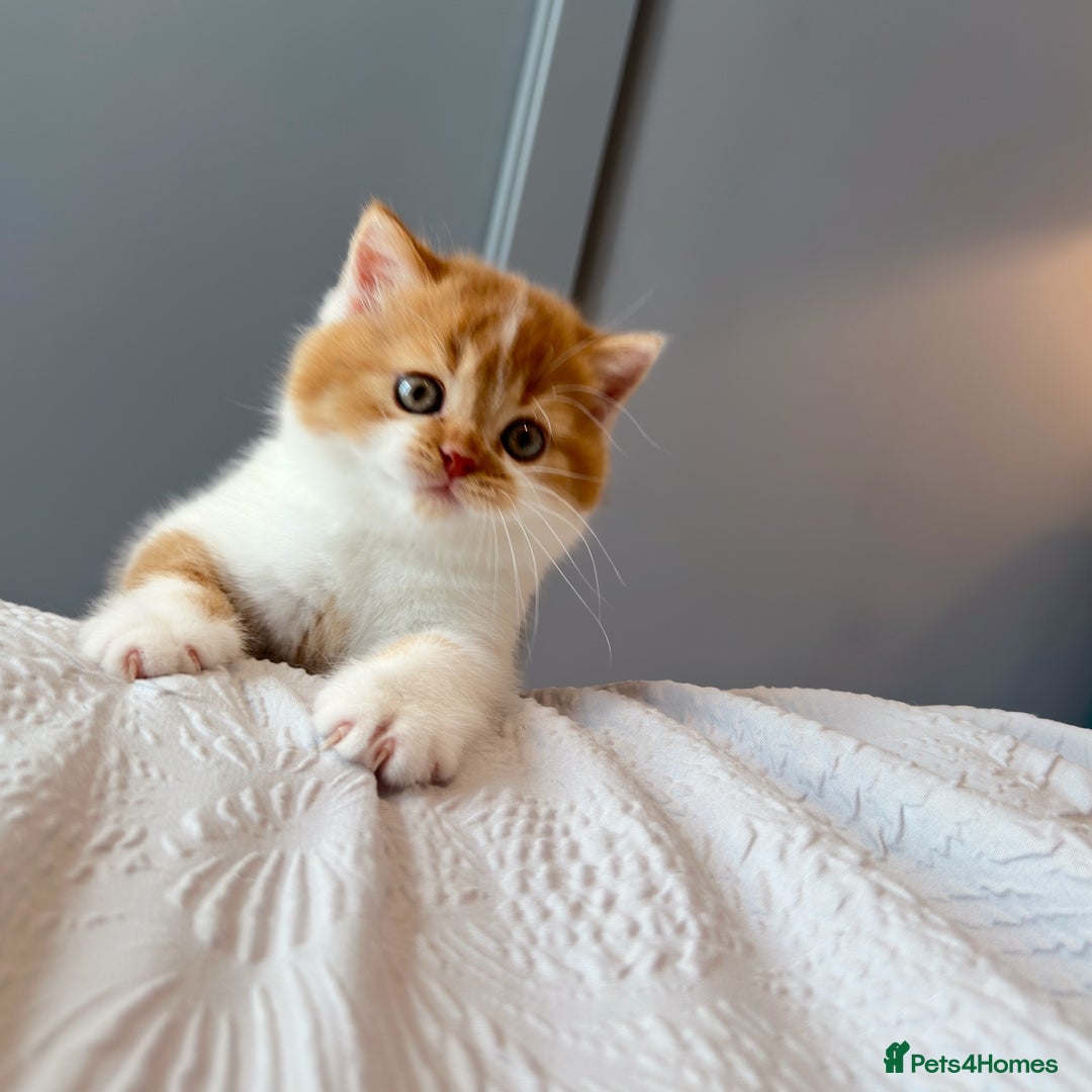 British Shorthair cats for sale: GCCF British Short Hair Kittens, Stunning Colors  - Image 1