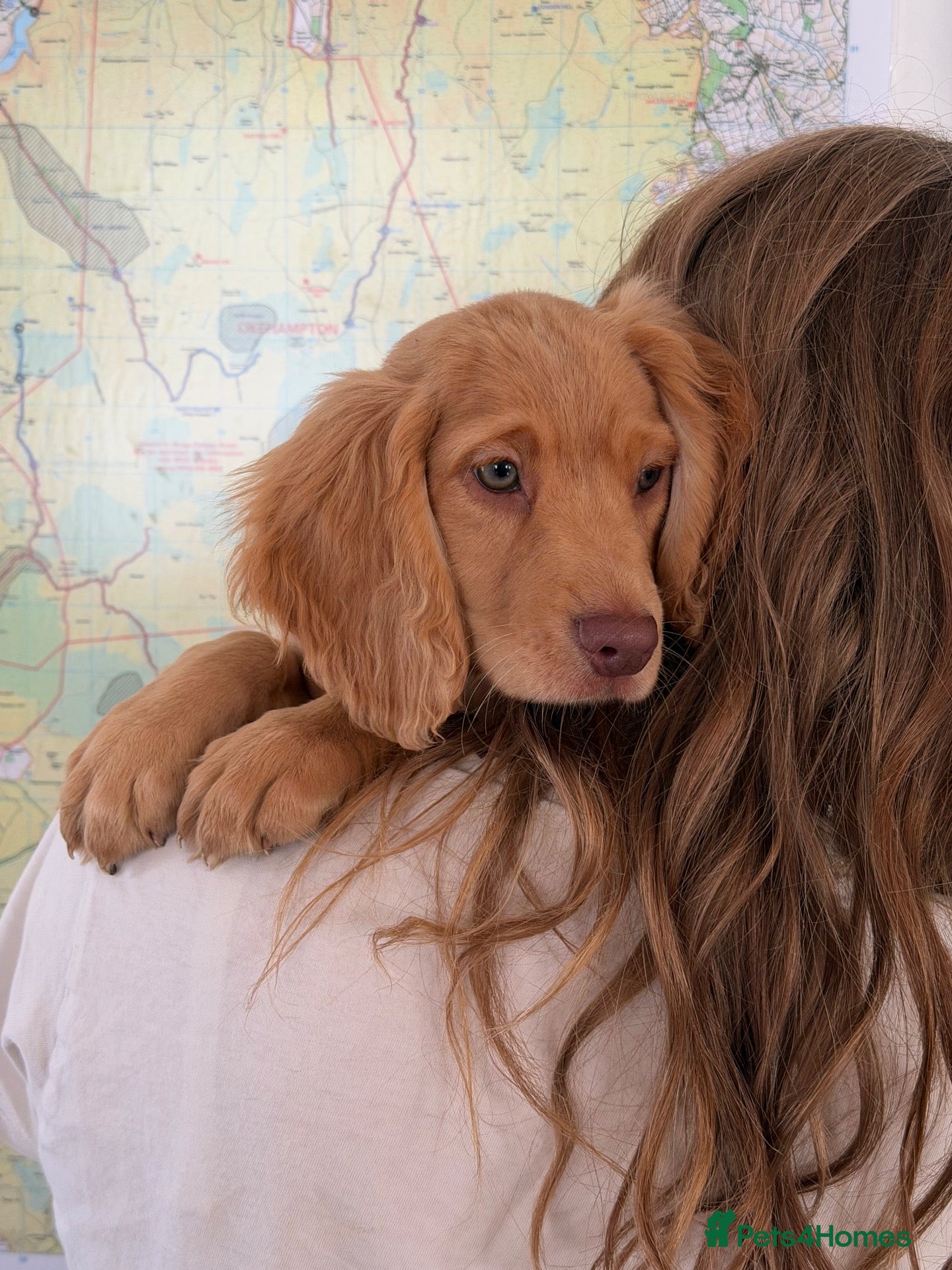 Cocker Spaniel dogs for sale: 🤎 Raised with knowledge. Raised with love - Advert 2