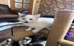 Turkish Angora cats for sale: half turkish angors  - Image 10