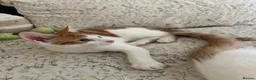 Mixed Breed cats for sale: 3 playful kittens ready for their new homes - Advert 3