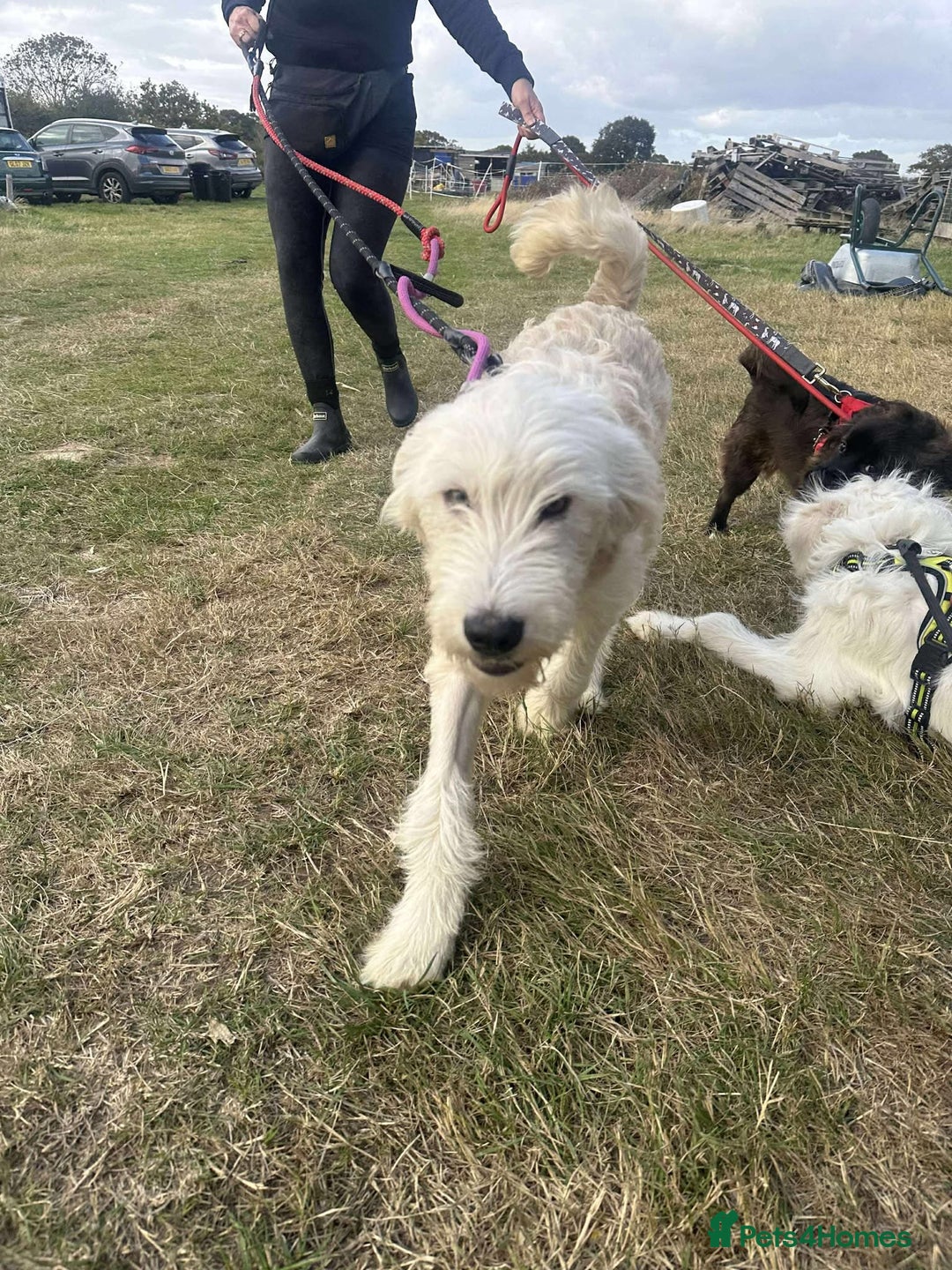 Mixed Breed dogs for adoption: Meet Petey, currently residing in Essex - Image 12