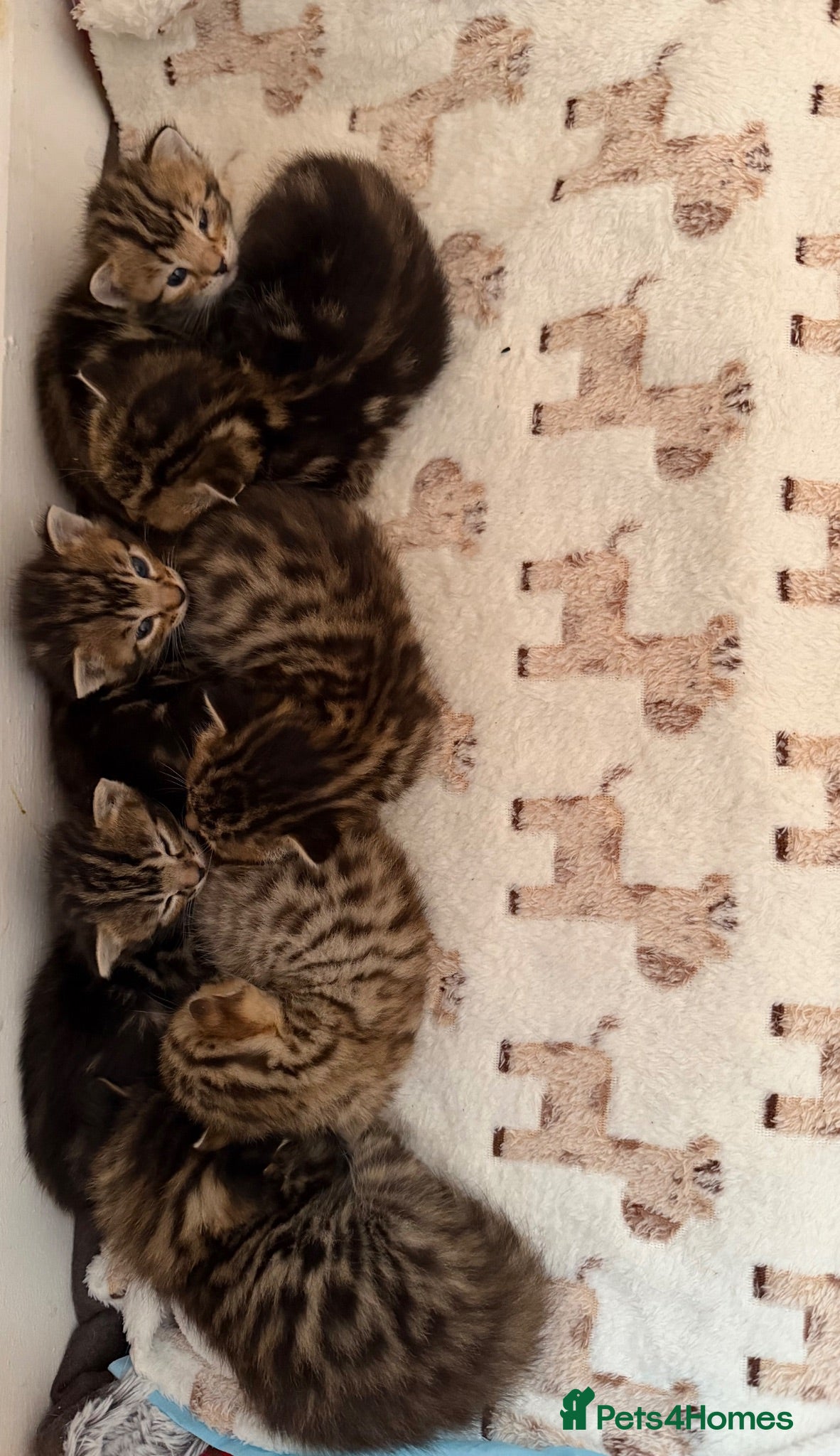 Bengal cats Bengal kittens Mum is Tica registered  - Advert 2