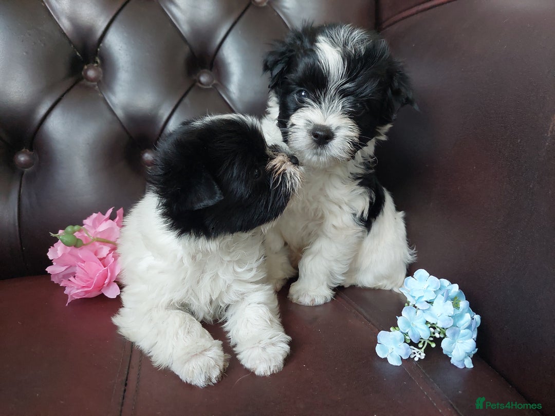 Yorkshire Terrier dogs for sale: Rare Colourful Pedigree Yorkies Certified Breeder - Image 11