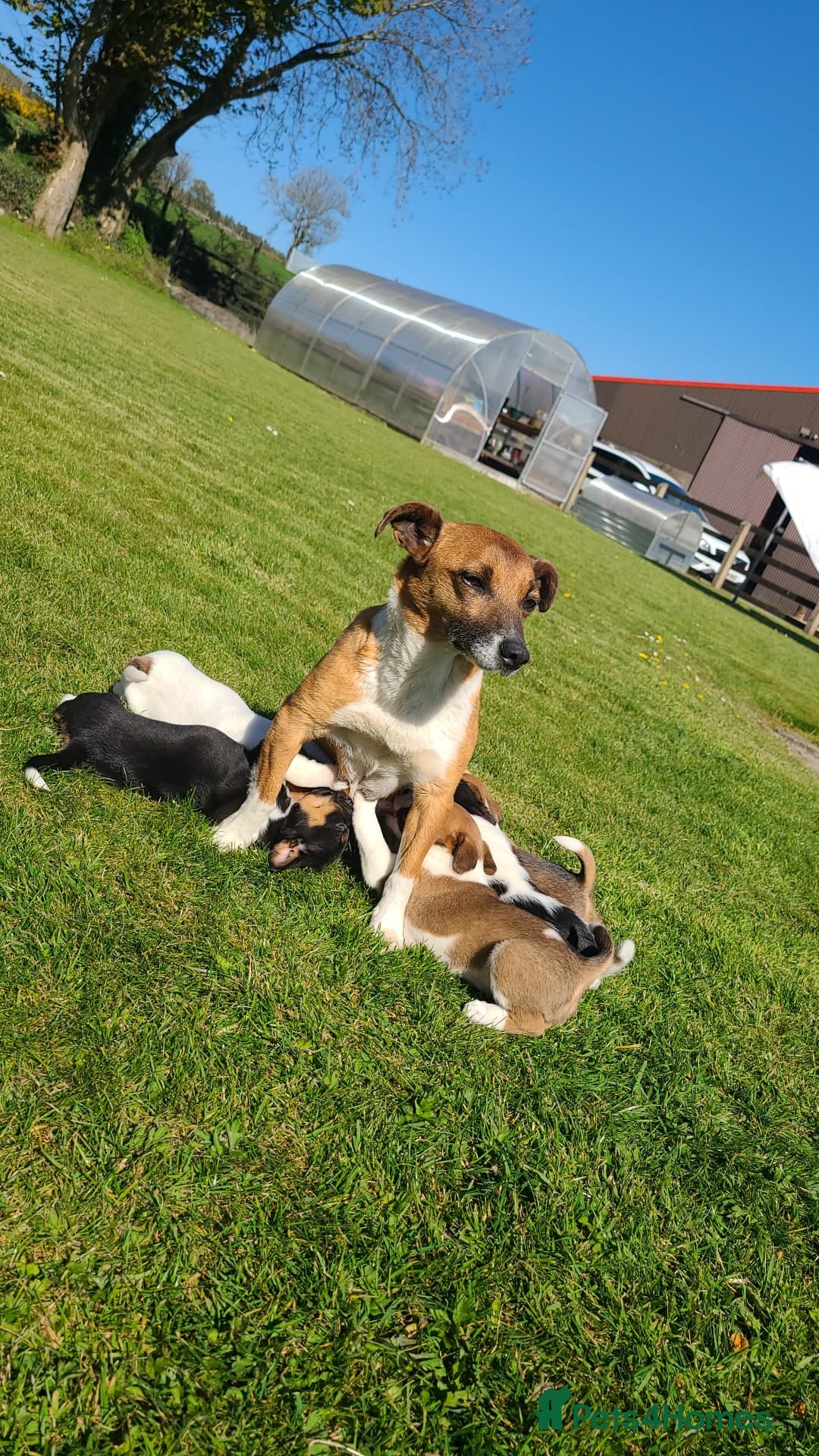 Jack Russell dogs Jack Russell  - Advert 4