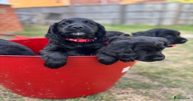 Cocker Spaniel dogs - Advert 5