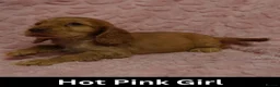 Cocker Spaniel dogs for sale: Quality, Show Type, Cocker Spaniel Puppies - Advert 17