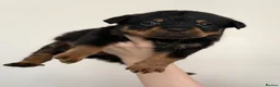 Rottweiler dogs for sale: Only 4 Beautiful Rottweiler Pups Ready in 2 weeks  - Advert 20