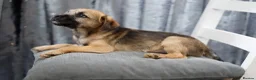 Border Terrier dogs for sale: Border terrier puppies for sale in Ashford - Advert 6