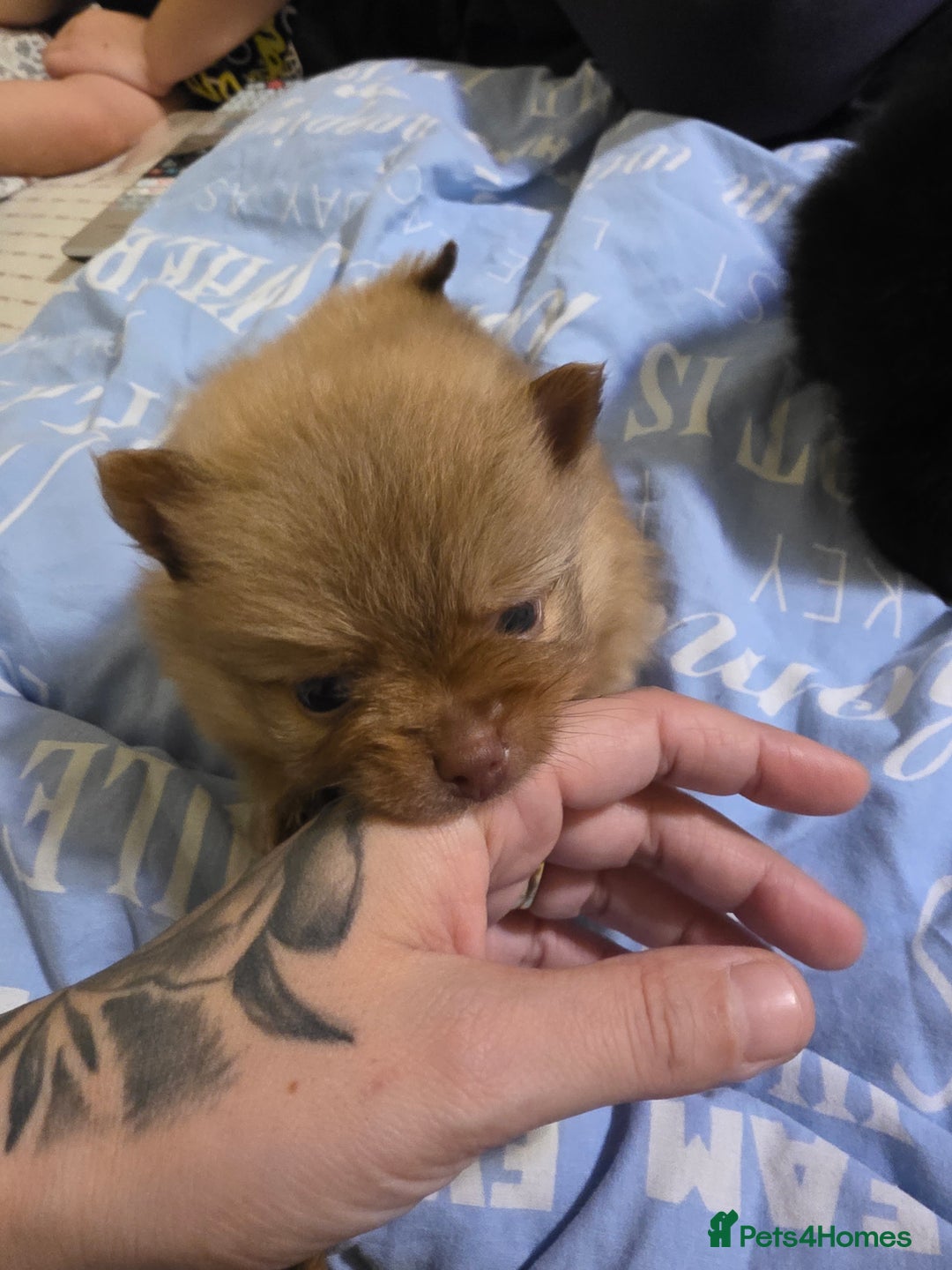 Pomeranian dogs for sale: Hello - Advert 34