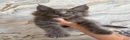 Maine Coon cats for sale: Stunning Maine Coon Kittens TICA Registered - Advert 14