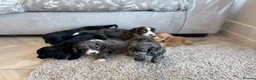 Cocker Spaniel dogs for sale: Cocker spaniel pups - Advert 16