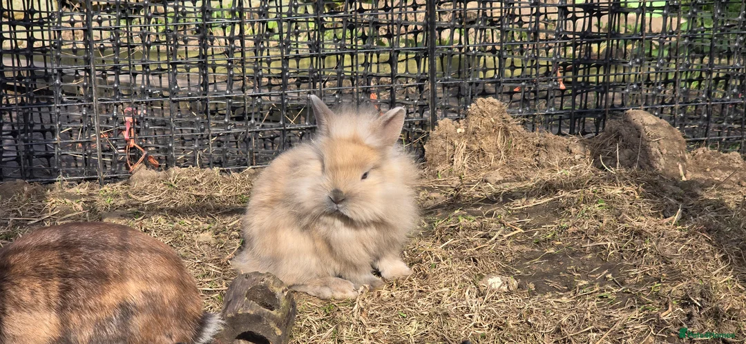Mixed Breed rabbits for sale: 2x brothers  in Scarborough - Advert 2