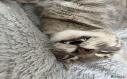 Domestic Shorthair cats for sale: Beautiful boys for sale  - Image 4
