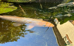 Koi Carp fish for sale: 2 koi Carp for sale  - Image 11