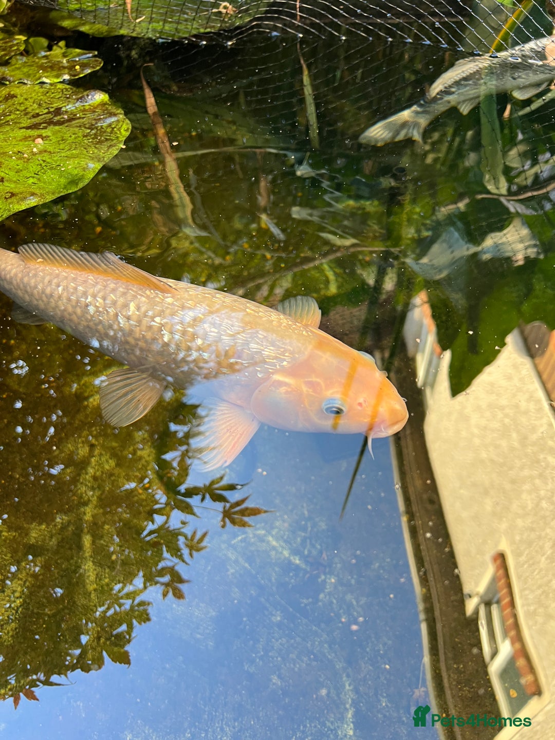 Koi Carp fish for sale: 2 koi Carp for sale  - Image 11