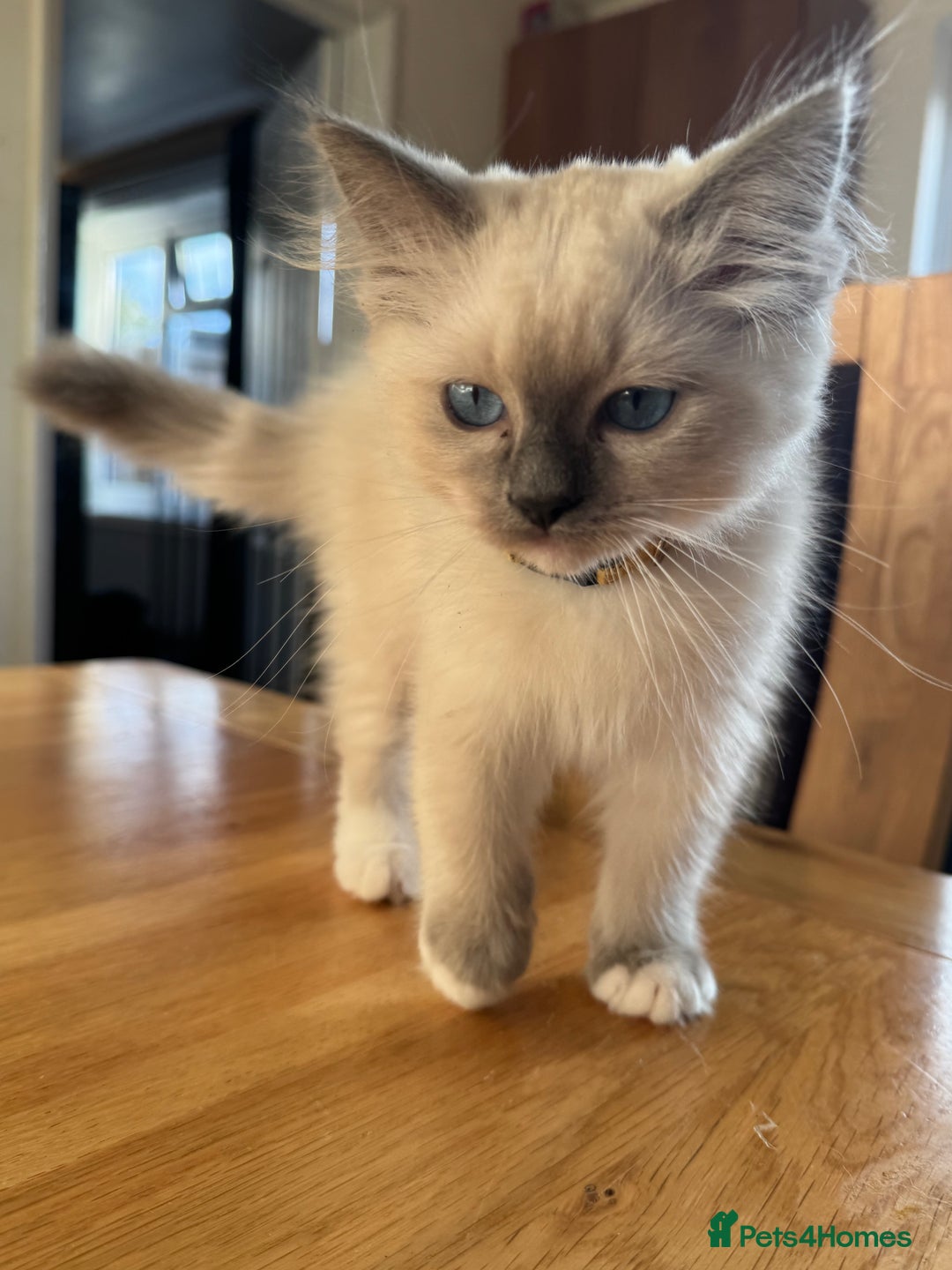 Ragdoll cats for sale: Beautiful  Blue point Mitted Ragdolls  - Image 14