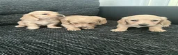 Dachshund dogs for stud: Long haired cream miniature dachshund for stud - Advert 8