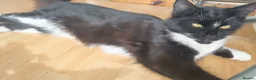 Mixed Breed cats for sale: Lovely fluffy kittens for sale - Advert 9