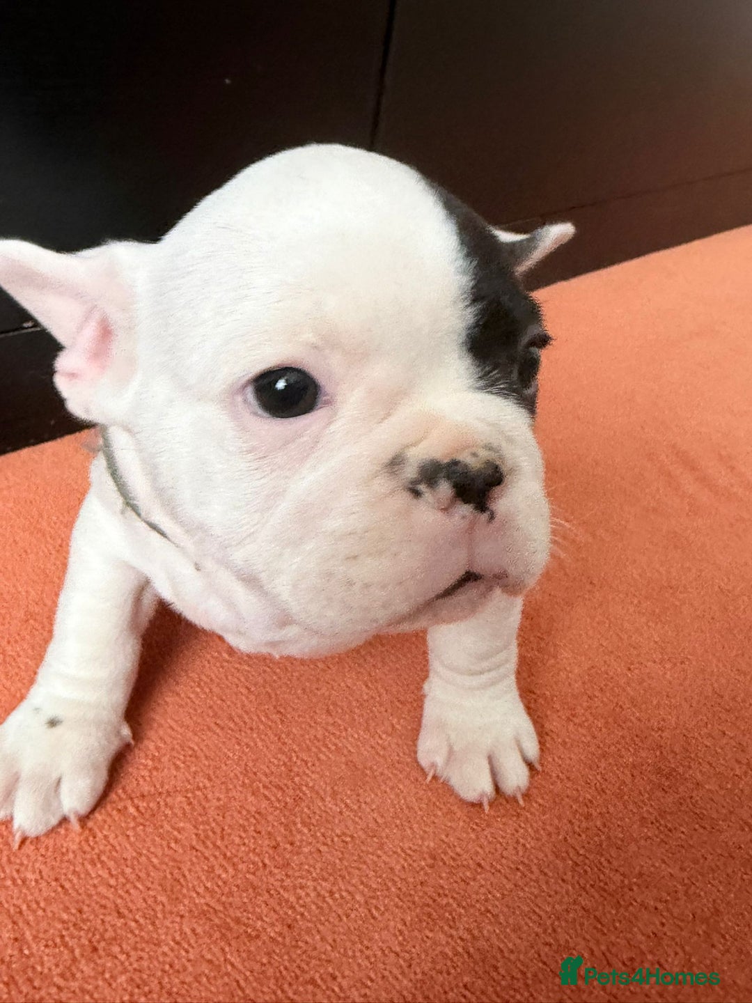 French Bulldog dogs for sale: Adorable French Bulldog puppies  - Advert 20