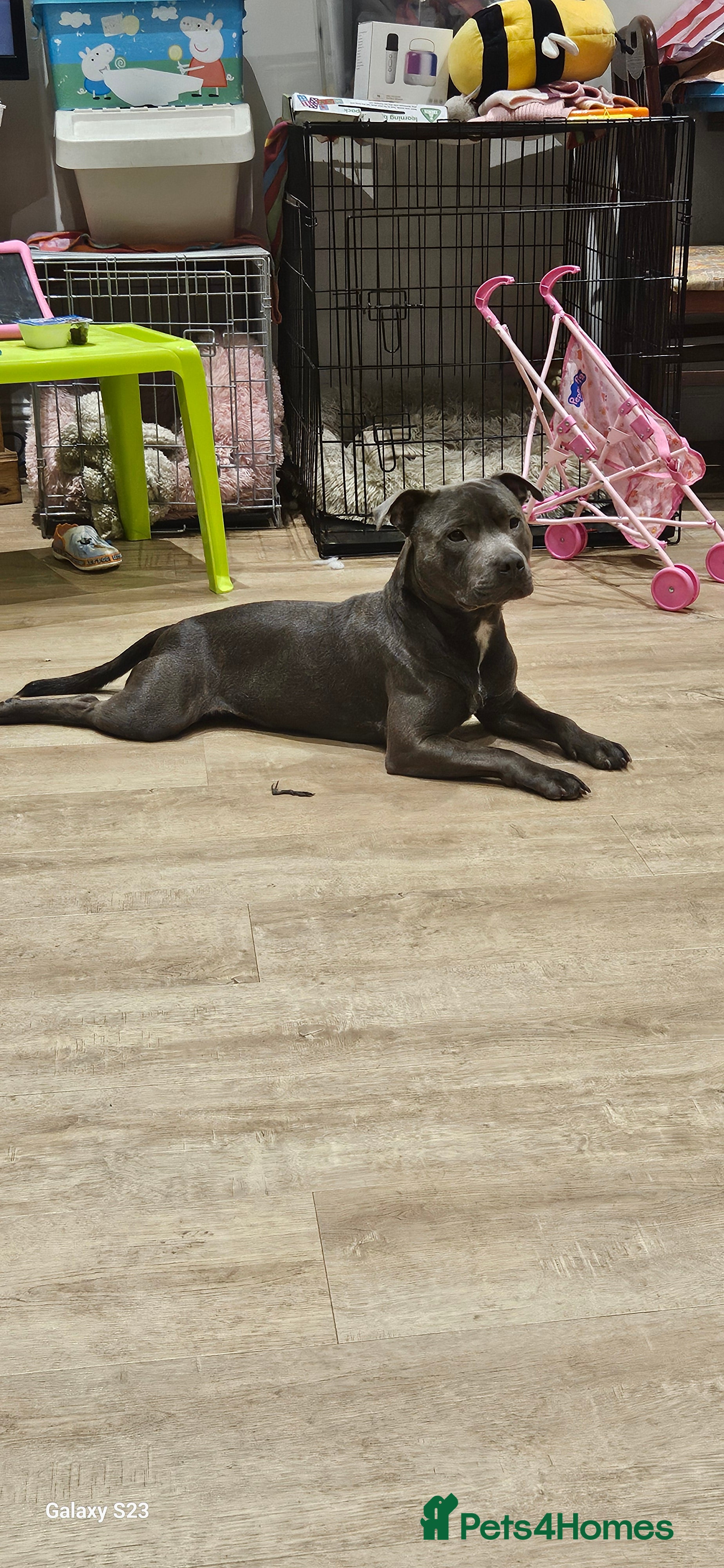 Staffordshire Bull Terrier dogs Blue Brindle staffie for sale - Advert 10