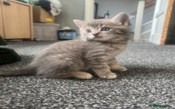 Domestic Shorthair cats for sale: Grey Tabby Kitten - Image 8