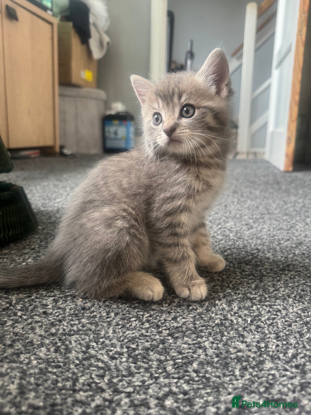 Domestic Shorthair cats for sale: Grey Tabby Kitten - Image 8