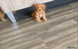 Cockapoo dogs for sale: F1 Cockapoo red puppies - Image 1