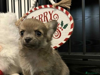 Chihuahua dogs Handsome Chihuahua Boy - Advert 1