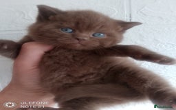 British Shorthair cats for sale: Cinnamon & Chocolate Teddy bear BSH - Image 4