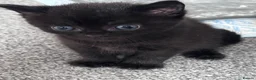 Mixed Breed cats for sale: Beautiful Tabby Kittens – Loving Forever Homes - Advert 16