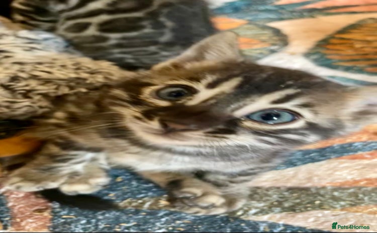 Bengal cats - Advert 1