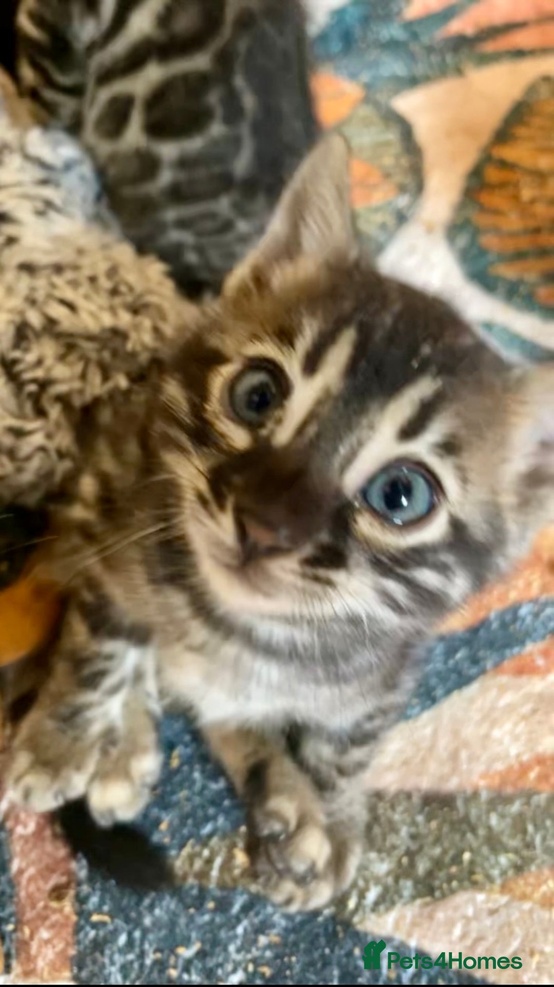 Bengal cats for sale: RARE PEDIGREE BENGAL KITTEN 07542924995  - Image 1