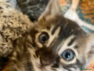 Bengal cats - Advert 6