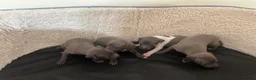 Italian Greyhound dogs for sale: Girls and boys available  - Advert 2