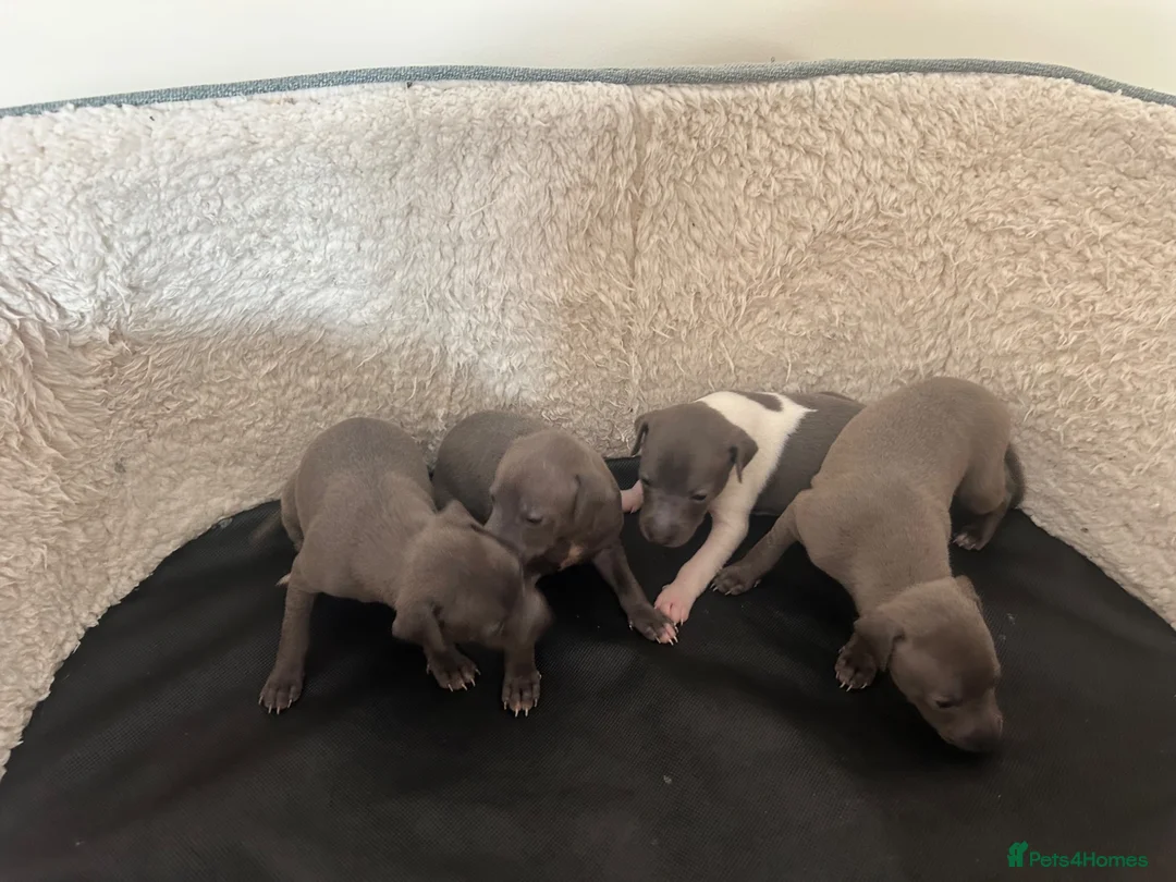 Italian Greyhound dogs for sale: Girls and boys available  - Advert 2