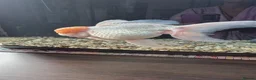 Fancy Goldfish fish for sale: GIANT ORANDA - Advert 8