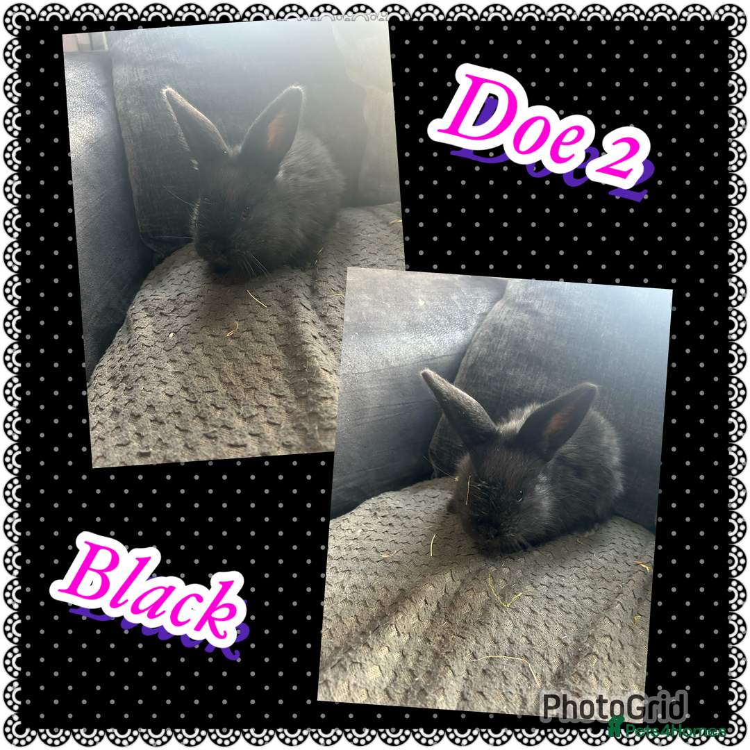 Continental Giant rabbits for sale: Baby continental giant to reserve  - Advert 4