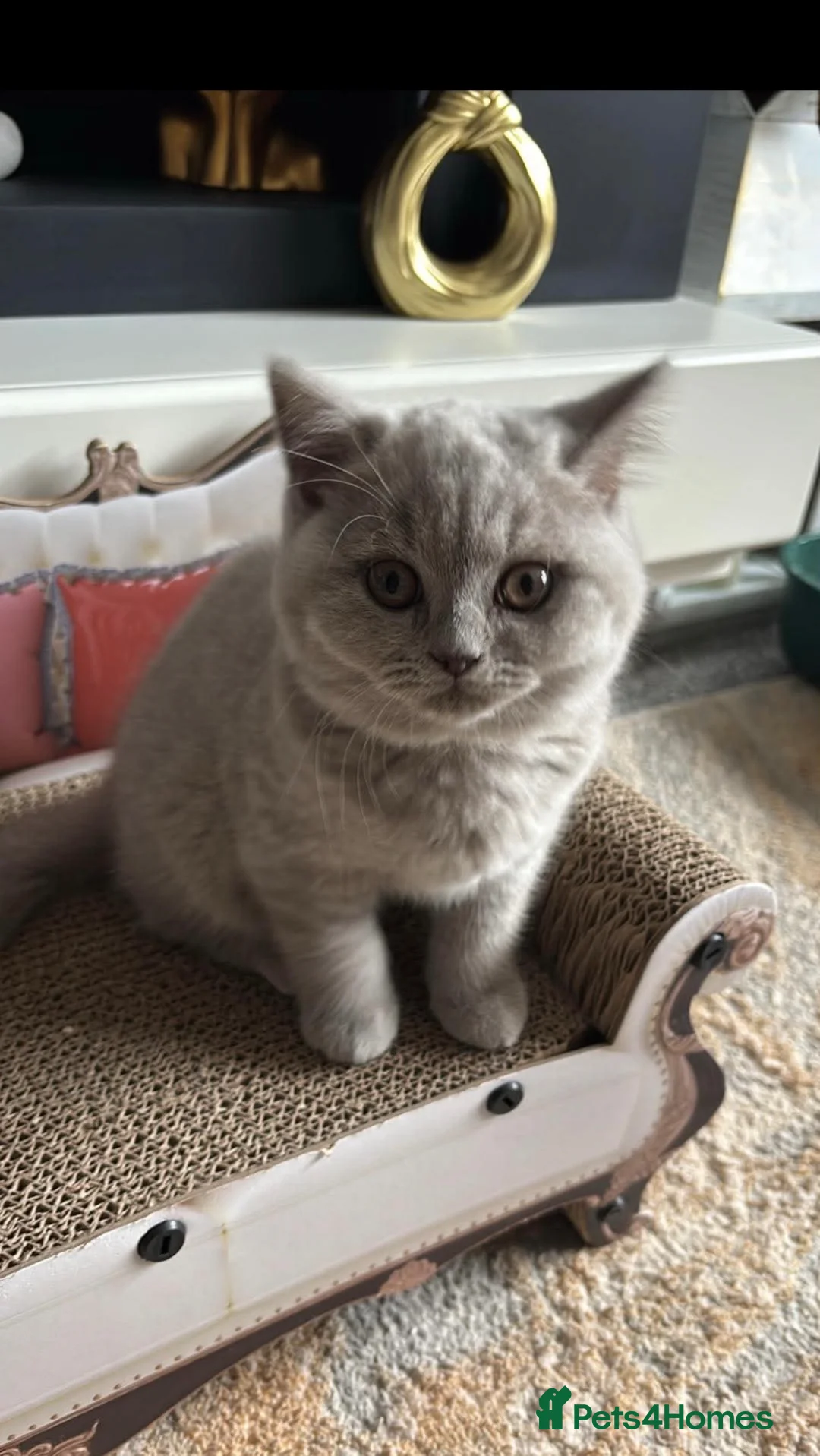 British Shorthair cats for sale: British short hair girl  - Advert 2